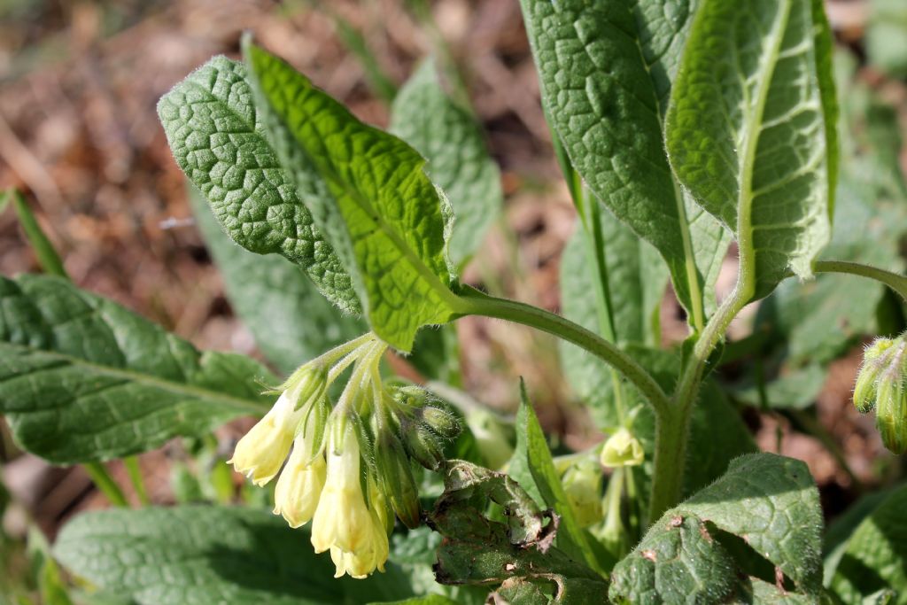 Symphytum tuberosum  / Consolida tuberosa